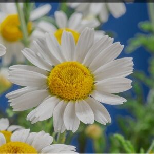 Meet your Posher, Dorienne